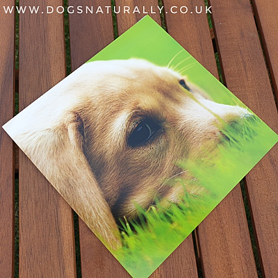 Labrador Puppy (Yellow) Greetings Card